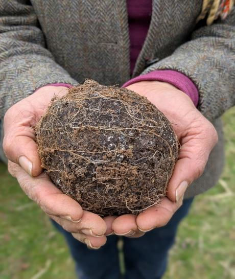Hands holding a large, round clump of biodynamic preparation. Person wearing a gray tweed jacket with sleeves of a purple top peaking out the sleeves of the jacket. Grass visible in the background.