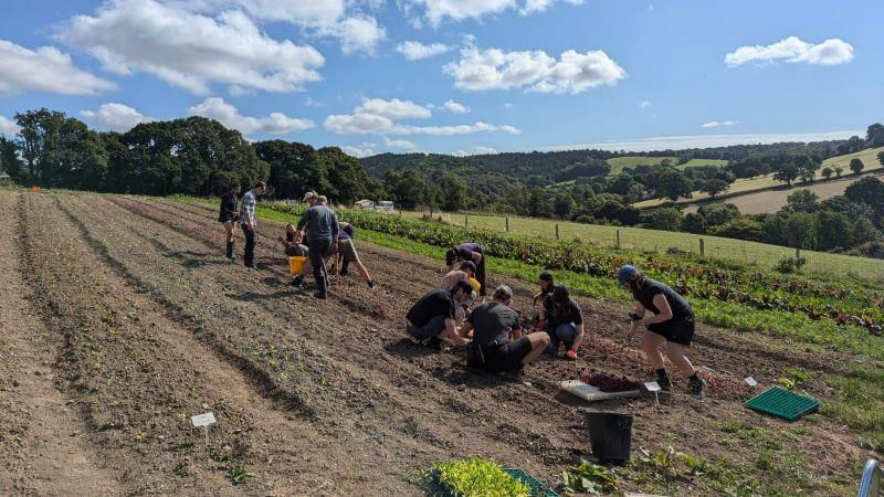 People working in a field on a sunny day, planting crops. Rolling hills and trees in the background under a blue sky.