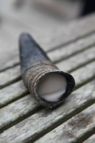 A hollow, worn grey-brown horn filled with biodynamic ground silica preparation rests on a weathered wooden surface, evoking a rustic, natural mood.
