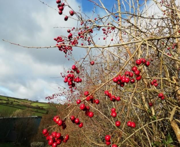 Red berries on bare branches against a backdrop of cloudy sky and green hills, creating a vibrant contrast in a rural setting.