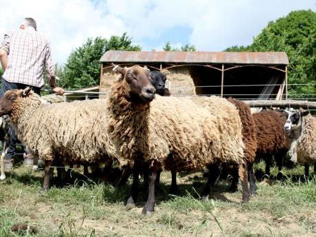 Sheep with beige and brown wool stand in a grassy field. A person is nearby. A barn and trees are in the background under a blue sky.