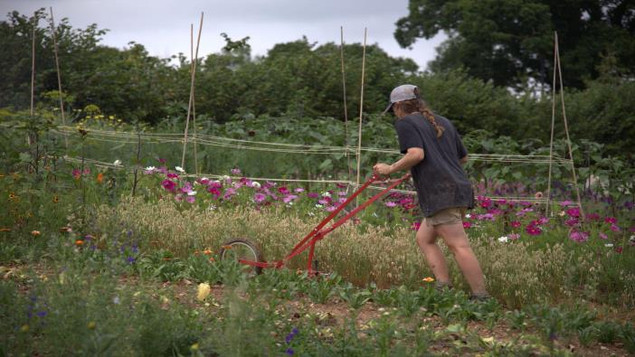 A person wearing a cap tills a vibrant flower garden with a red hand-pushed plow on a cloudy day, surrounded by lush greenery and stakes.