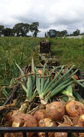 Crates of freshly harvested biodynamically grown onions are lined up in a lush green field under a cloudy sky. A tractor is visible in the distance.