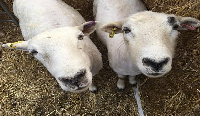 Two sheep with yellow ear tags stand closely on straw bedding, looking up at the camera. They have just been shorn. The scene is bright and rustic.