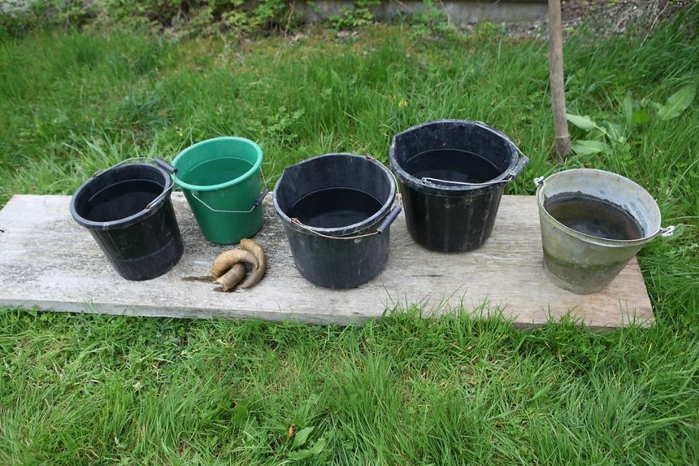 Five buckets, four black and one green, on a wooden plank laying on green grass outdoors. Three cows horns are in a pile placed between two of the buckets.