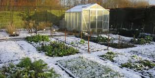 Garden at winter showing planted beds and a small greenhouse, with snow on the ground