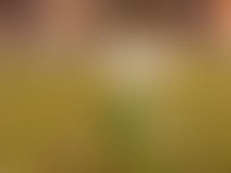 White snowdrop flowers bloom on a soft-focus grassy background, with warm, blurred hues creating a serene and gentle atmosphere.