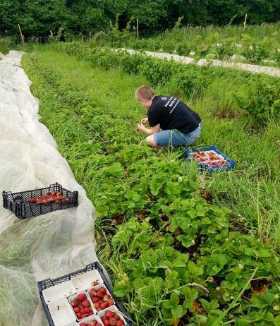 A person in a black shirt and blue jean shorts picks strawberries in a lush green field. Baskets of strawberries are nearby. The mood is peaceful and bountiful.