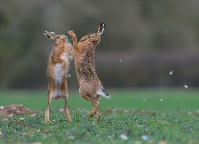 Two hares boxing on a grassy field, mid-jump with paws raised. Background is a blurred natural setting. Bits of fur floats around them.