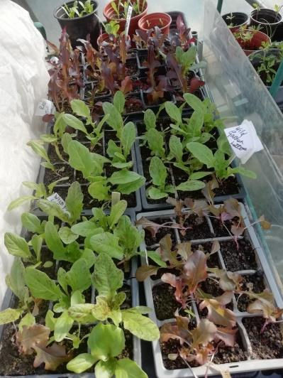 Young seedlings in trays, with green and red leaves, grow in a greenhouse. Labels indicate plant types. Plastic pots are visible in the background.