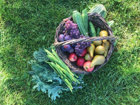 Wicker basket filled to the brim with biodynamic produce, grapes, pears, cucumbers, apples, and leafy greens in vibrant colours, resting on a grass lawn. Sunny outdoor setting, evokes freshness.