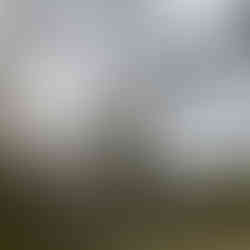 A sewed-up rectangular pouch holding biodynamic preparations held protected within a wire net hanging from tree branches against a blurred natural background. Overcast sky, barren branches hint at a rural mood.