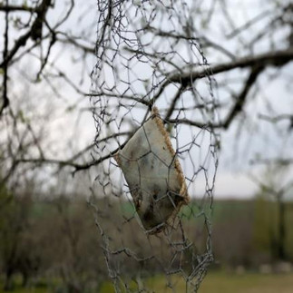 A sewed-up rectangular pouch holding biodynamic preparations held protected within a wire net hanging from tree branches against a blurred natural background. Overcast sky, barren branches hint at a rural mood.