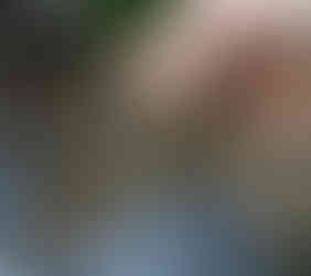 Hand holding nettle and dandelion biodynamic preparation over a plate. The background is blurred with earthy tones, suggesting an outdoor setting.