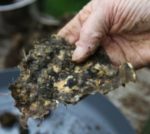 Hand holding nettle and dandelion biodynamic preparation over a plate. The background is blurred with earthy tones, suggesting an outdoor setting.
