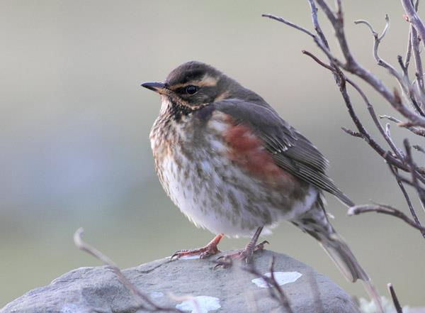 A redwing bird with speckled chest and russet sides perches on a rock. Bare branches surround it, set against a soft, blurred background.