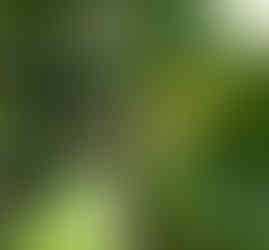 Unripe apples on a branch with vibrant green leaves, sunlit. A garden setting with lush greenery in the background. Mood is fresh and natural.