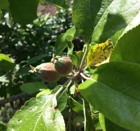 Unripe apples on a branch with vibrant green leaves, sunlit. A garden setting with lush greenery in the background. Mood is fresh and natural.