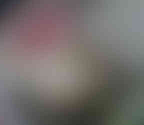 Three people hold a wire mesh with the yarrow-filled stag bladders inside. Grass is visible in the background. Casual outdoor setting.