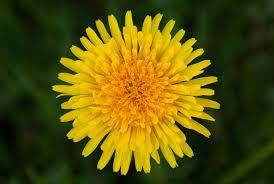 Bright yellow dandelion in full bloom against a dark green blurred background, radiating a vibrant and cheerful mood.