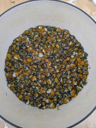 Dandelions in readiness for biodynamic preparation fill a large pot on a wooden surface. The vibrant mix of yellow and green creates a rustic, natural atmosphere.