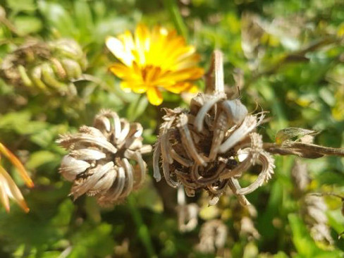Dried brown seed pods in foreground, with a bright yellow flower in the blurred background, set against green foliage.