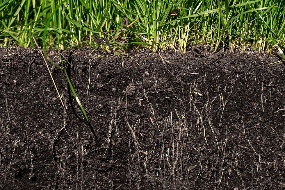 plants growing out of soil with roots showing