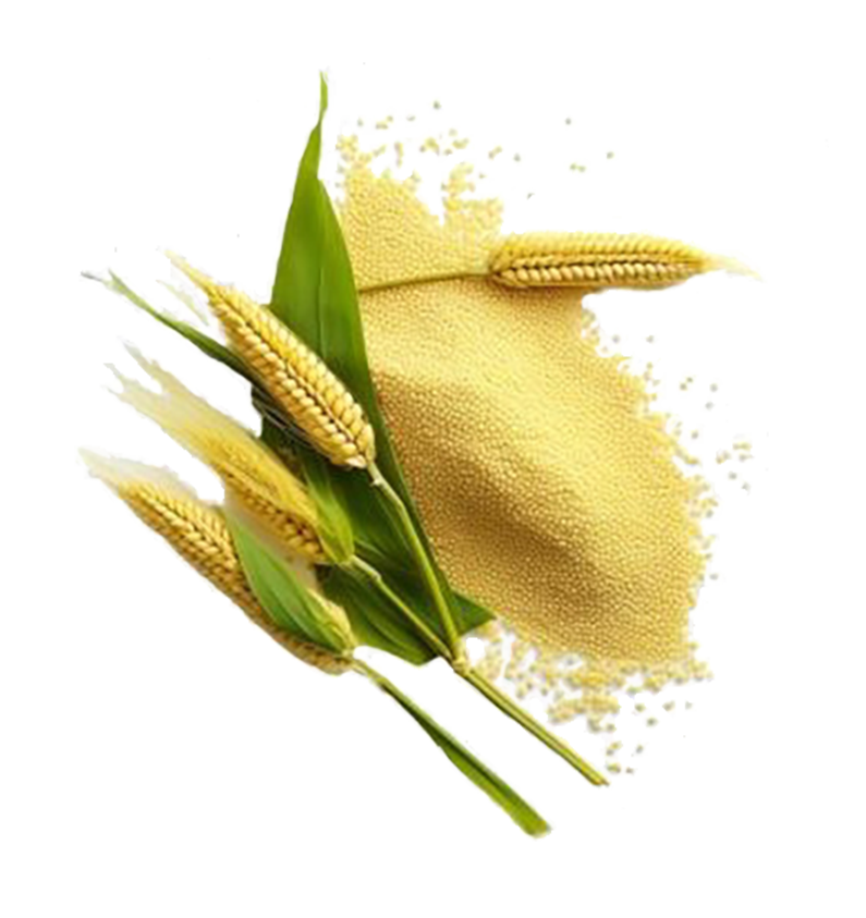 Grain stalks and ears with yellow millet seeds scattered on a white background. Bright and natural, emphasizing agriculture.