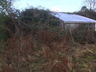 colour photograph of overgrown garden in winter almost obscuring a building