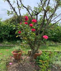 Rose bush with vibrant red blooms in a garden setting in front of terracotta pots, surrounded by greenery and overcast sky, creating a serene mood.