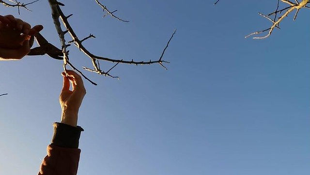 Hands reach up to trim tree branches against a clear blue sky. The image conveys a calm and focused mood.