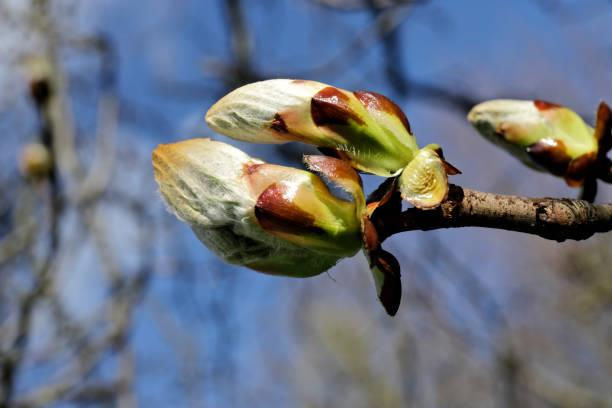 Close-up of tree buds beginning to bloom on a branch against a clear blue sky. The buds are green with brown accents, signaling spring.