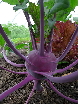 Purple kohlrabi plant growing in soil