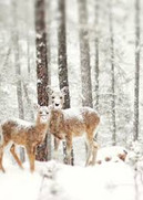 close-up of two deer in a snowing wood