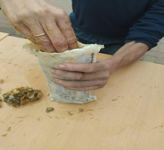 Hands filling a mesentery with biodynamic preparation on a wooden table, with mixture scattered. Person wearing a blue shirt, focused on the task.