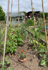 Vegetable garden with climbing plants on bamboo supports, a small pot with marigold flowers, and greenhouses in the background under a cloudy sky.