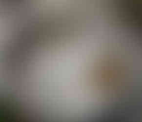 Metal pot on wooden table with three stag bladders soaking in liquid, sitting on a wooden table. A rustic outdoor setting.