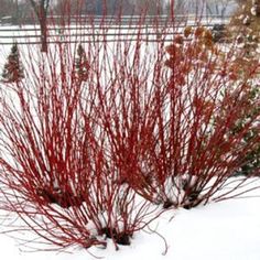 red-branched bushes, devoid of leaves, on snow covered ground