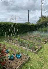 Colour photograph of a vegetable garden with planting beds with wooden sides, growing a variety of vegetables and some plants in blue pots. Overcast sky and hedges in background create a calm, rural setting.