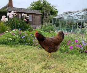 A brown chicken walks on grass in a garden with colourful flowers, next to a greenhouse and wooden shed, under a clear sky.