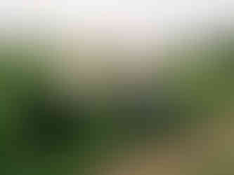 Three people stand smiling in a lush cornfield. They wear overalls and boots. The cloudy sky and distant hills form the background.