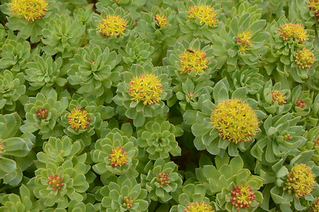 Rhodiola de Terre-Neuve