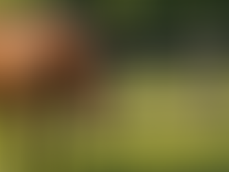 Why Are Horses Still Dying in Ohio Barns? Here’s the Shocking Truth.