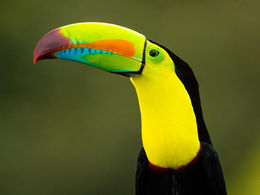 Colorful keel-billed toucan