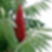 Staghorn Sumac (Rhus typhina)