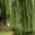Willow (Salix species, e.g. Black Willow, Salix nigra)