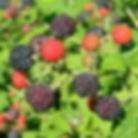 Wild Berries – Blackberries & Raspberries (Rubus spp.)