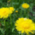 Dandelion (Taraxacum officinale)