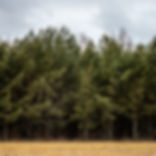 Eastern White Pine (Pinus strobus) & Other Michigan Pines