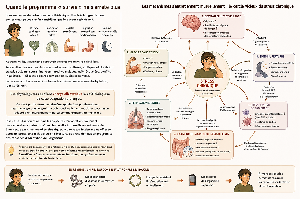 illustration du cercle vicieux entre stress chronique et ses conséquences